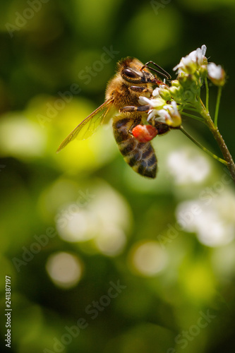 Bee on a white flower collecting pollen and gathering nectar to produce honey in the hive © photografiero