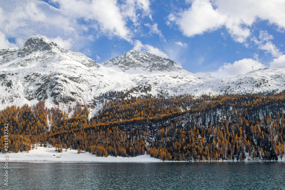 Winter with last yellow color from larch trees in St. Moritz, Switzerland