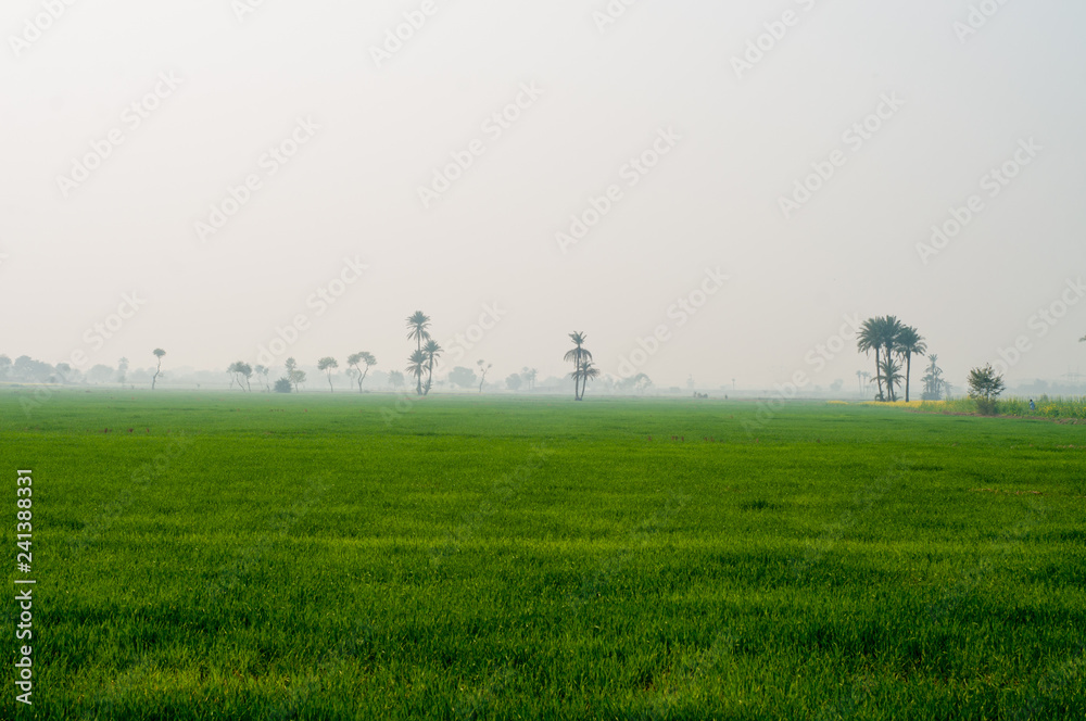 Green field of the wheat crop and dates trees