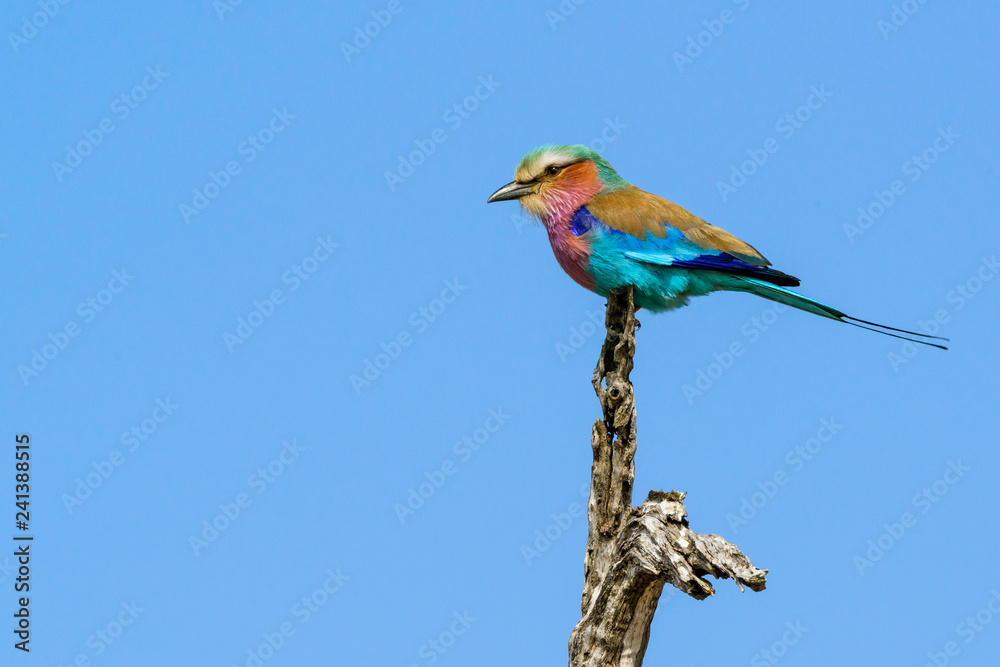 Obraz premium Lilac-breasted roller (Coracias caudatus). South Africa