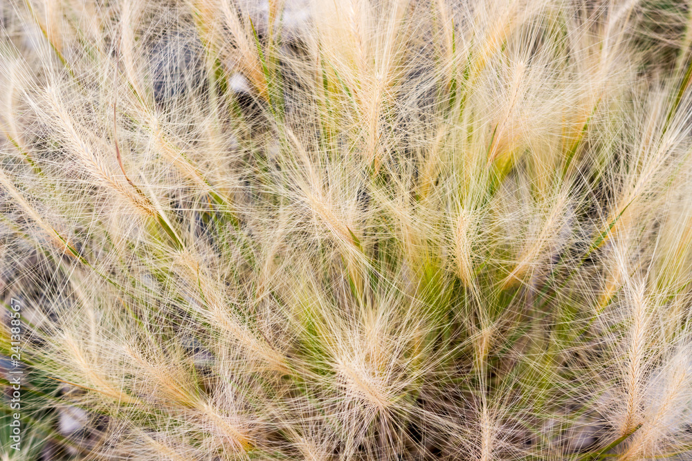 Fluffy spikes of feather grass or needle or spear grass. Delicate summer natural background Fluffy spikes of feather grass or needle or spear grass. Delicate summer natural background