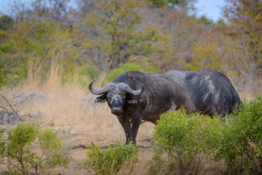 African buffalo or Cape buffalo (Syncerus caffer) herd drinking. South Africa