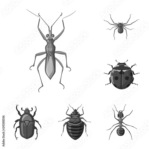 Isolated object of insect and fly logo. Set of insect and element stock vector illustration.