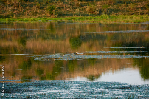 Brood Great Crested Grebe - on a lake on a steppe pond. Summer morning view landscape. Vinnitsa region Ukraine.
