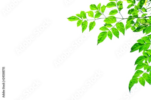 Tropical tree leaves with branches and warm light on white isolated background for green foliage backdrop 