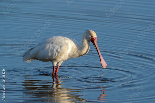 African spoonbill (Platalea alba). South Africa photo