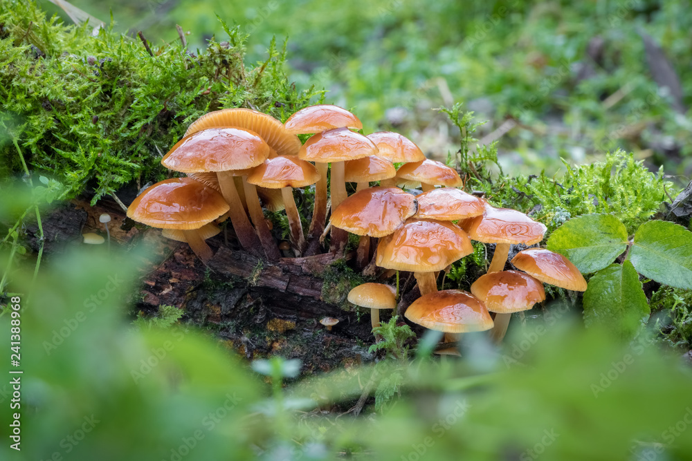 Fototapeta premium Edible mushrooms known as Enokitake