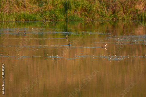 Brood Great Crested Grebe - on a lake on a steppe pond. Summer morning view landscape. Vinnitsa region Ukraine. © yura2087