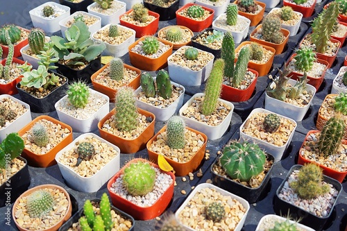 Collection of various cactus in different shapes growing in the pots.