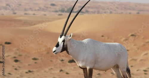 Endangered white Arabian oryx (Oryx leucoryx) in Dubai Desert Conservation Reserve desert landscape on a sunny day. Dubai, United Arab Emirates.