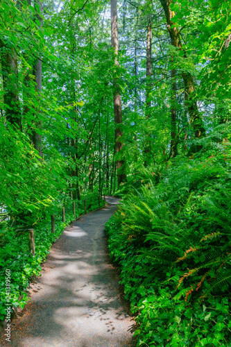 Footpath in woods in Washington Park  Portland  USA