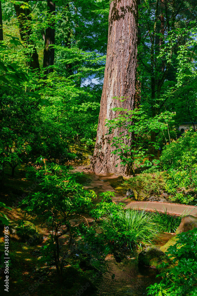 Fototapeta premium Tree trunk and creek among trees at Portland Japanese Garden, Portland, USA