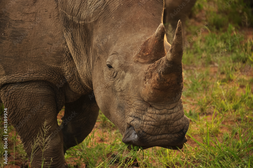 Obraz premium Rhino Horns