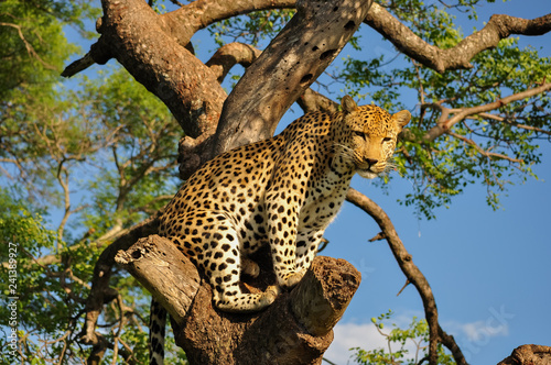 Leopard Sitting in Tree