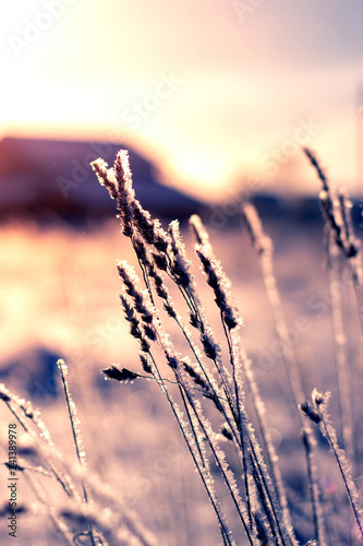 Reeds against a blue sky in winter. Dry stems of reed covered with hoarfrost, vertical
