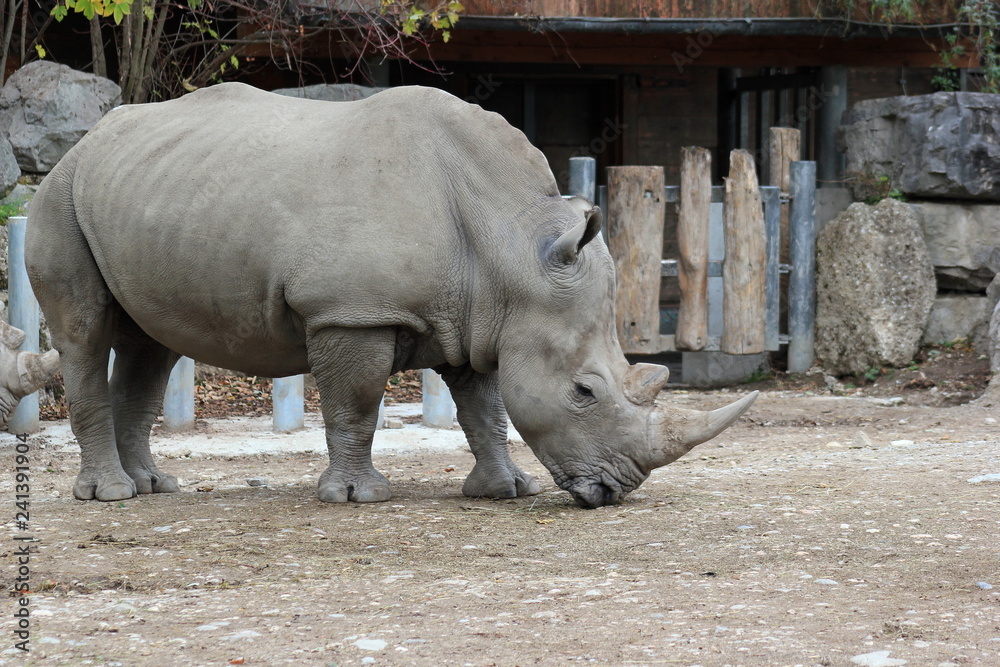 Nashorn: Südliches Breitmaulnashorn in einem Zoo Nashorn: Südliches Breitmaulnashorn in einem Zoo