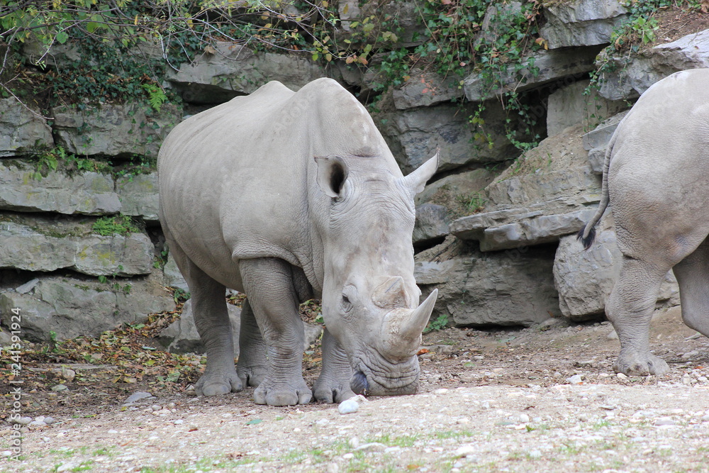 Nashorn: Südliches Breitmaulnashorn in einem Zoo Nashorn: Südliches Breitmaulnashorn in einem Zoo