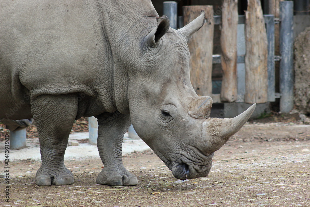 Nashorn: Südliches Breitmaulnashorn in einem Zoo Nashorn: Südliches Breitmaulnashorn in einem Zoo