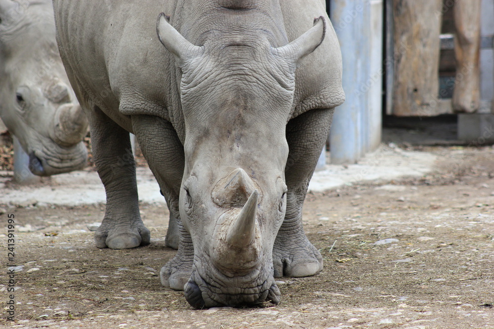 Fototapeta premium Nashorn: Südliches Breitmaulnashorn in einem Zoo