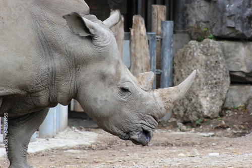 Nashorn: Südliches Breitmaulnashorn in einem Zoo photo