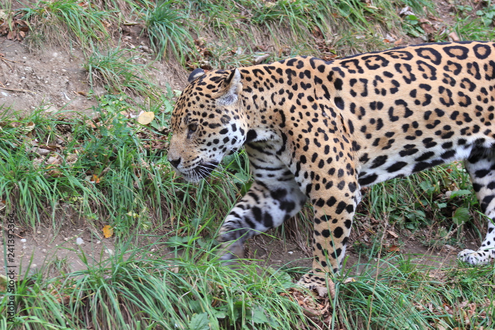 Fototapeta premium Jaguar in einem Zoo