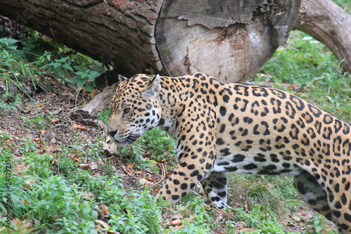 Jaguar in einem Zoo