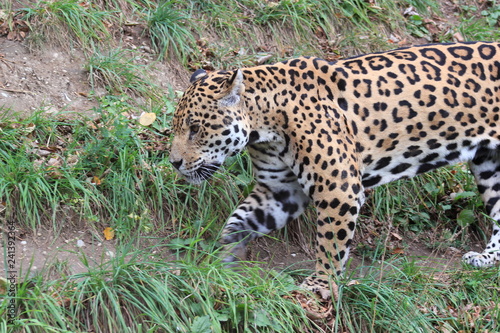 Jaguar in einem Zoo