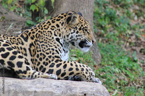 Jaguar in einem Zoo