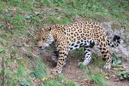 Jaguar in einem Zoo © rbkelle