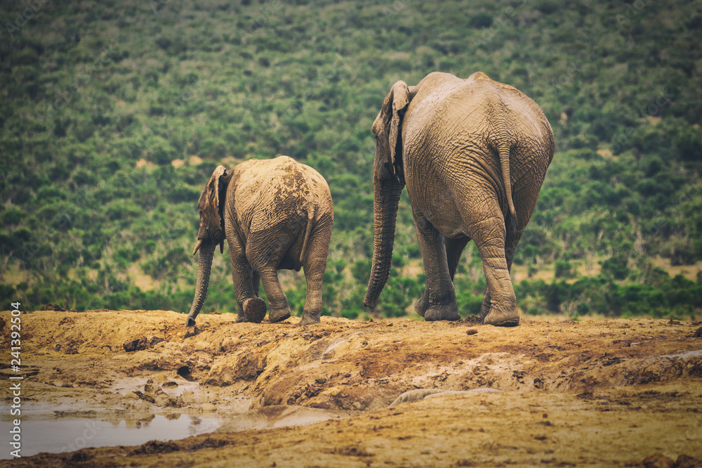 Adult elephant and baby elephant walking together in Addo National Park, South Africa Adult elephant and baby elephant walking together in Addo National Park, South Africa