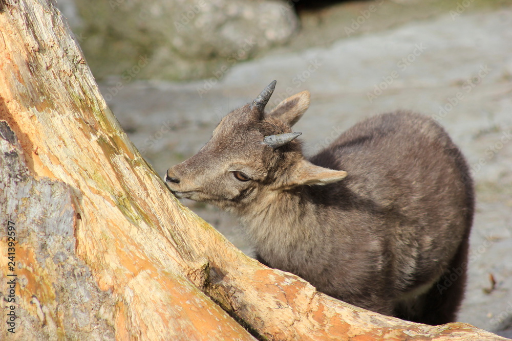 Naklejka premium Steinbock