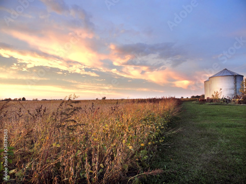 Midwestern Farm with Silo and Soybean Field at Sunset