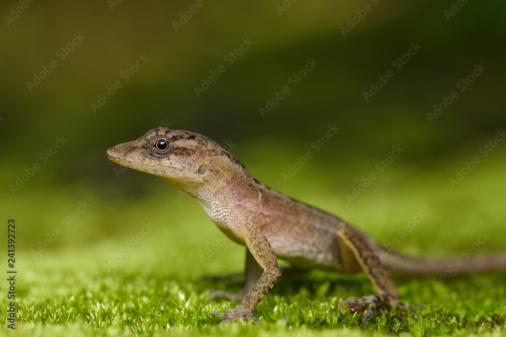 Dry forest anole on moss in the Carara National Park in Costa Rica Dry forest anole on moss in the Carara National Park in Costa Rica