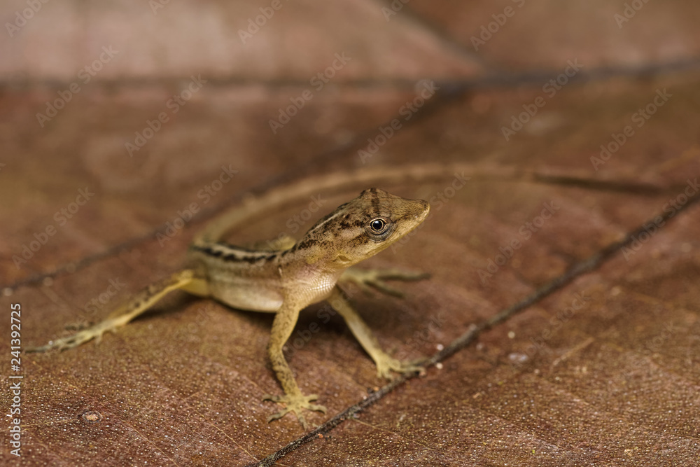 Dry forest anole on a dead leaf in the Carara National Park in Costa Rica Dry forest anole on a dead leaf in the Carara National Park in Costa Rica