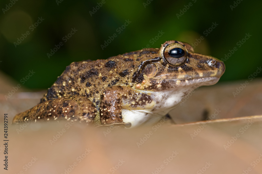 Obraz premium Common rain frog on a dead leaf in the Carara National Park in Costa Rica