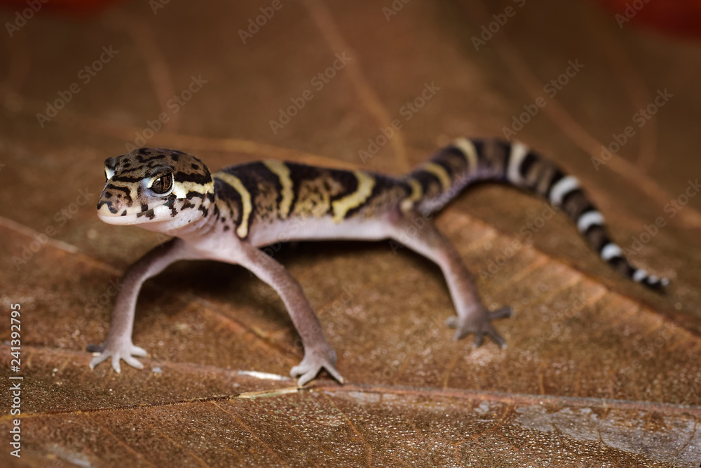 Central american banded gecko on a dead leaf in the Carara National Park in Costa Rica Central american banded gecko on a dead leaf in the Carara National Park in Costa Rica