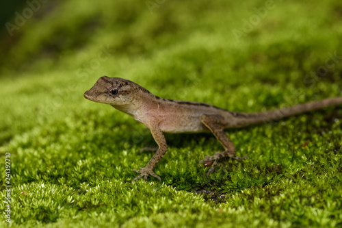 Dry forest anole on moss in the Carara National Park in Costa Rica © Thorsten Spoerlein
