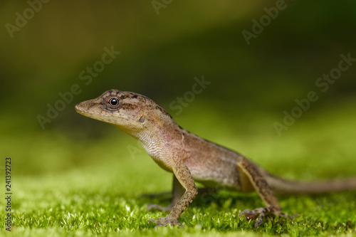 Dry forest anole on moss in the Carara National Park in Costa Rica