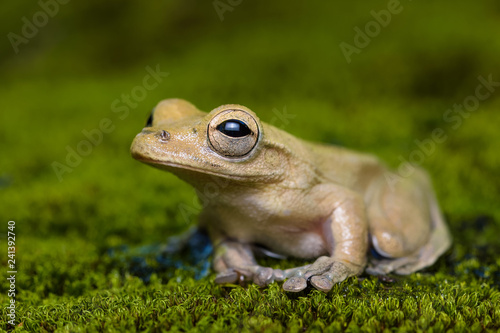 Cross banded tree frog on moss in the Carara National Park in Costa Rica © Thorsten Spoerlein