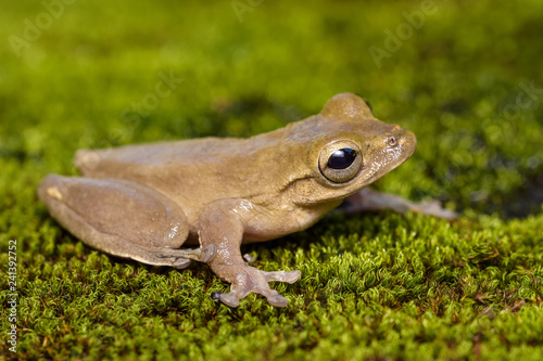 Cross banded tree frog on moss in the Carara National Park in Costa Rica photo