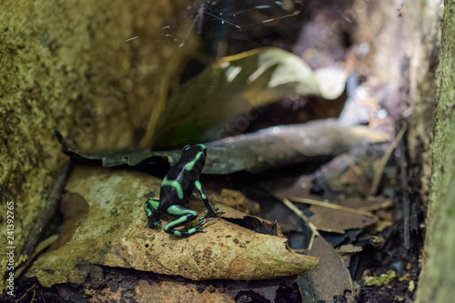 Dendrobates auratus between leaf litter in the Carara National Park in Costa Rica