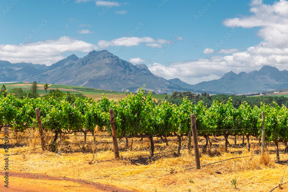 Fototapeta premium Vineyard and the mountains in Franschhoek town in South Africa