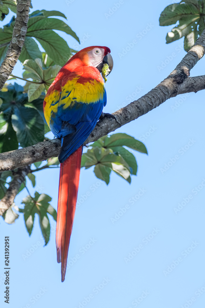 Wild scarlet macaw eating almonds in a tree in the Carara National Park in Costa Rica