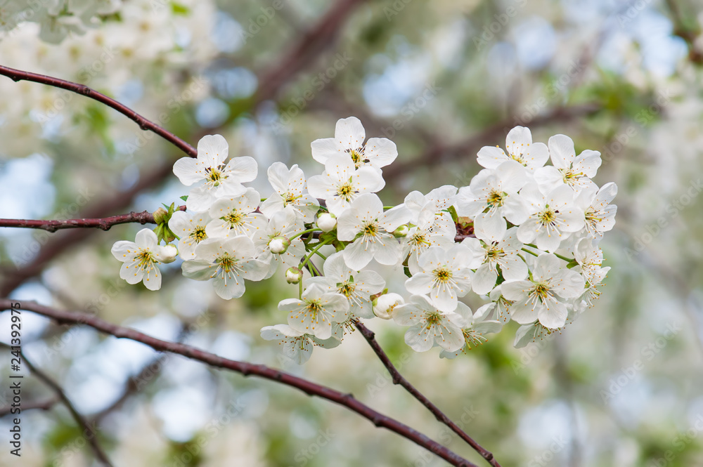 Cherry flowers frame Cherry flowers frame