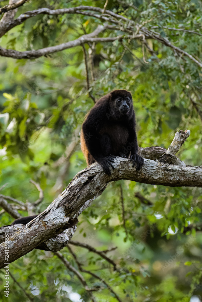 Wild mantled howler monkey in the rainforest of Carara National Park in Costa Rica Wild mantled howler monkey in the rainforest of Carara National Park in Costa Rica