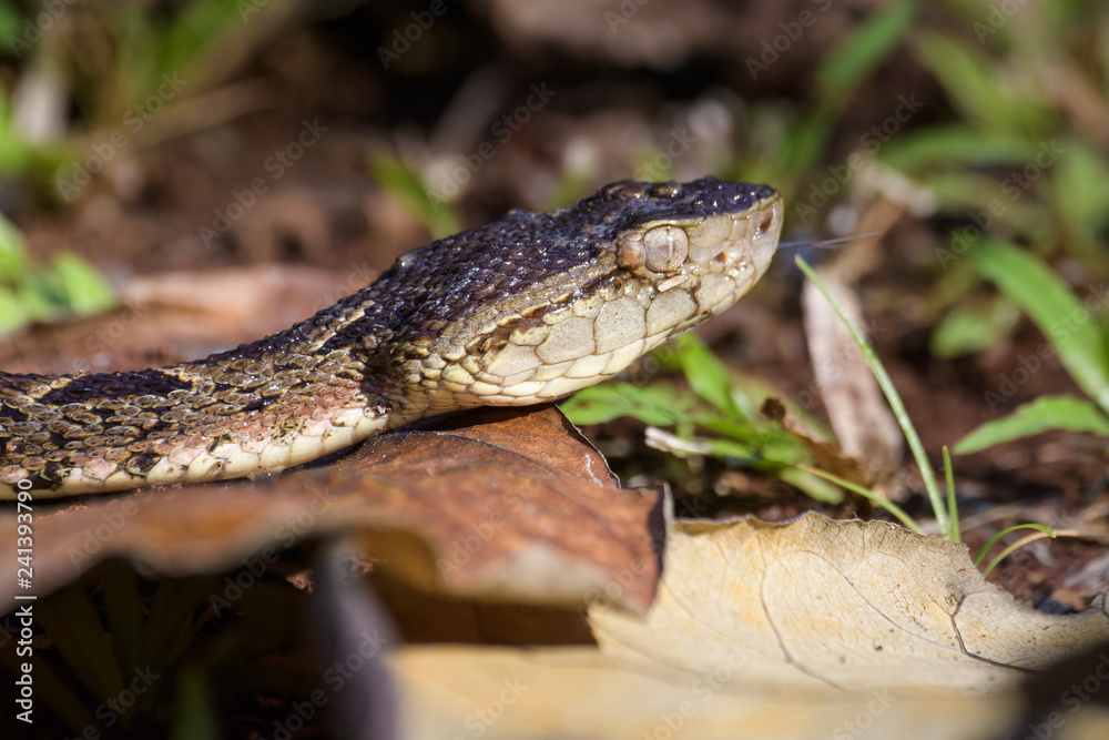 Obraz premium Wild fer de lance on the ground of the rainforest in the Carara National Park in Costa Rica