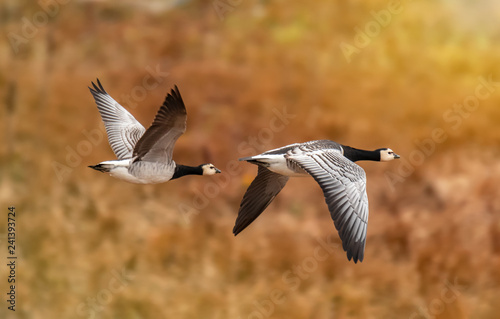 pair of barnacle geese flying in autumn sun