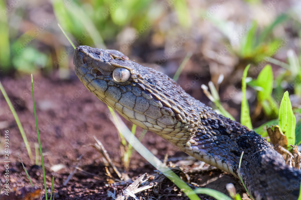 Wild fer de lance in a defensive striking position on the ground of the rainforest in the Carara National Park Wild fer de lance in a defensive striking position on the ground of the rainforest in the Carara National Park