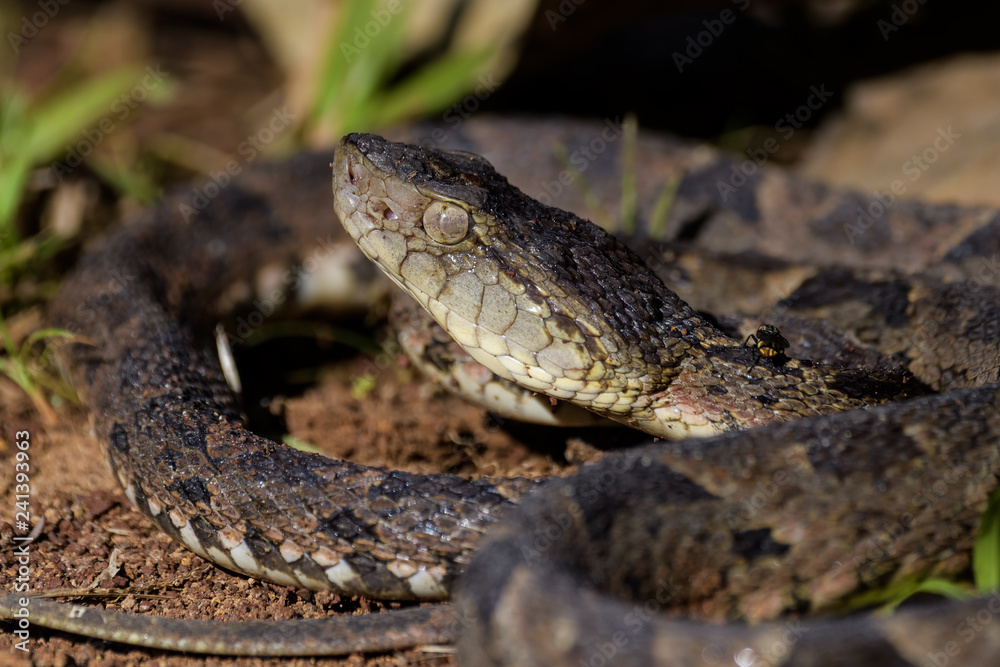 Wild fer de lance in a defensive striking position on the ground of the rainforest in the Carara National Park Wild fer de lance in a defensive striking position on the ground of the rainforest in the Carara National Park