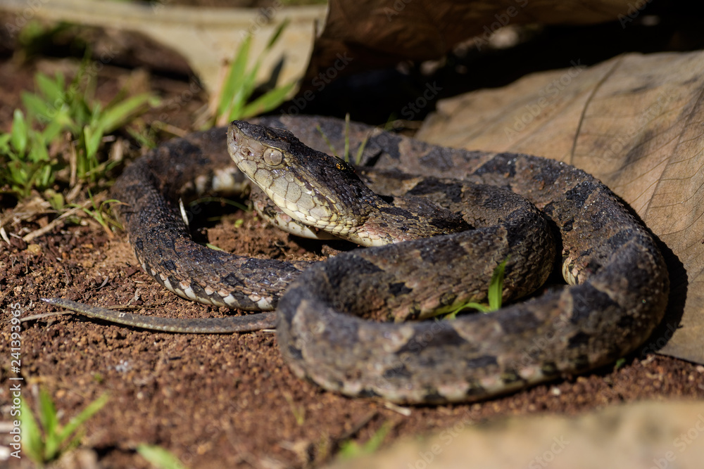 Wild fer de lance in a defensive striking position on the ground of the rainforest in the Carara National Park Wild fer de lance in a defensive striking position on the ground of the rainforest in the Carara National Park